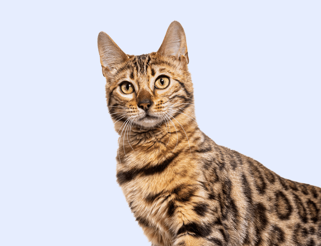 Bengal on purple background