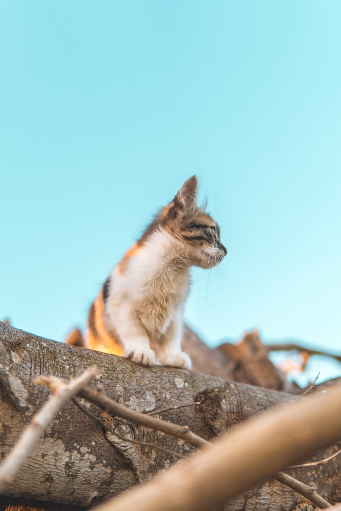 cat registry in South Africa