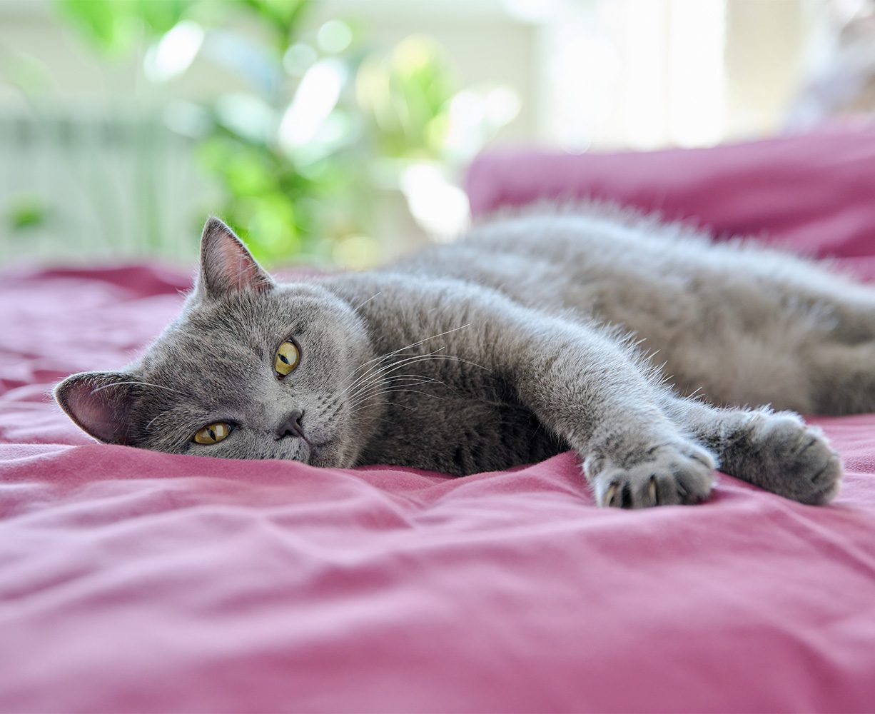 The Best Indoor Cat Breeds GEARegistry