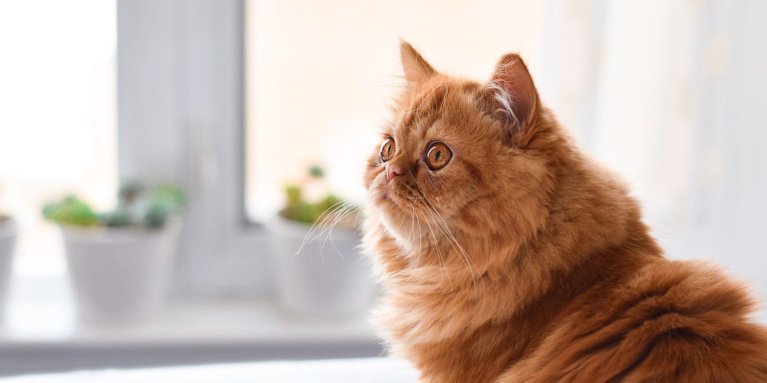 The Best Indoor Cat Breeds GEARegistry