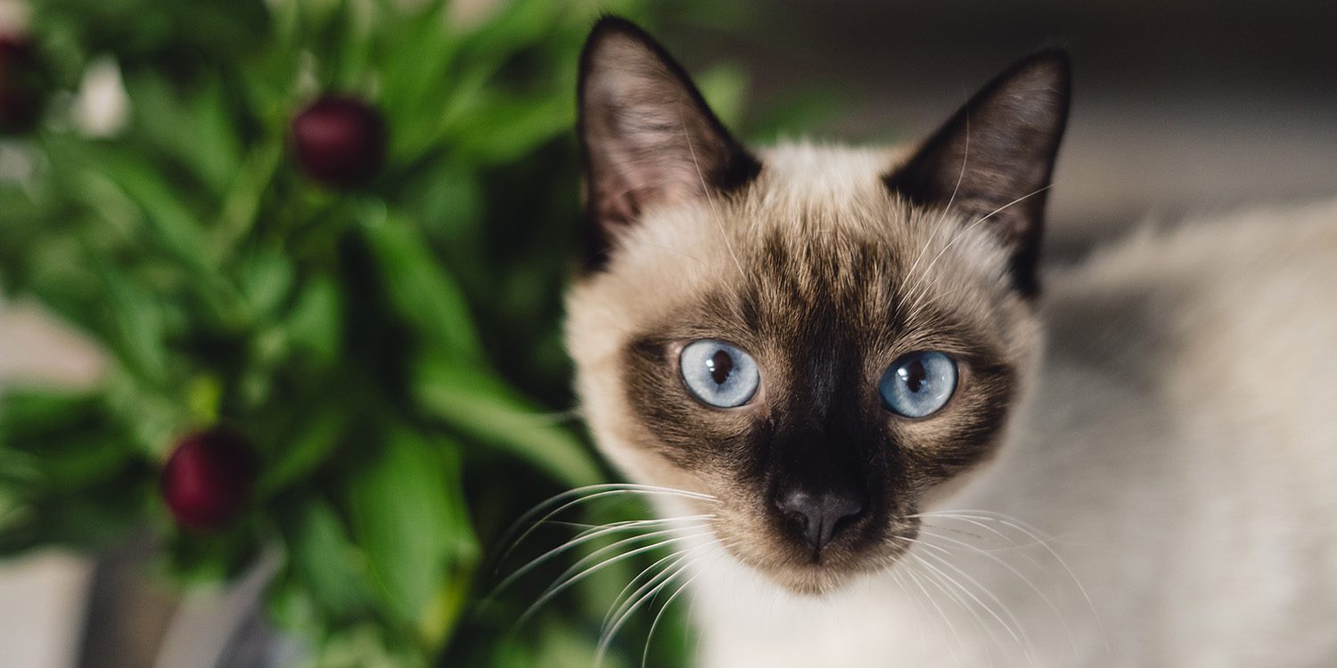 The Best Indoor Cat Breeds GEARegistry