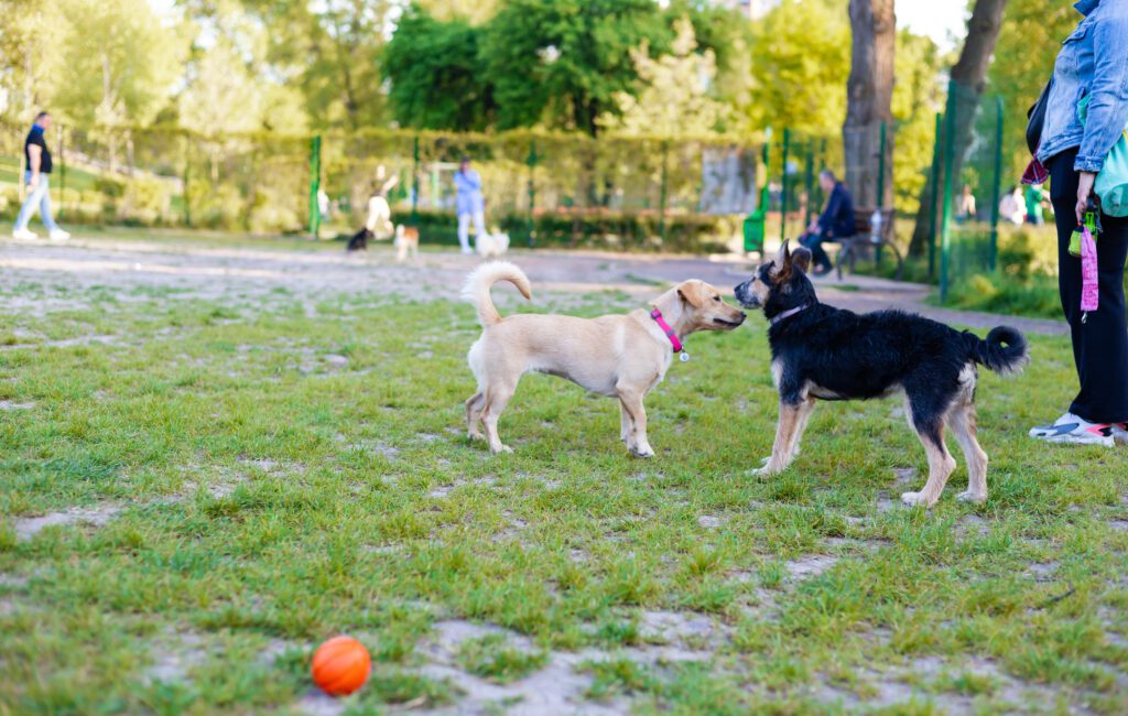 Dogs socialising in park