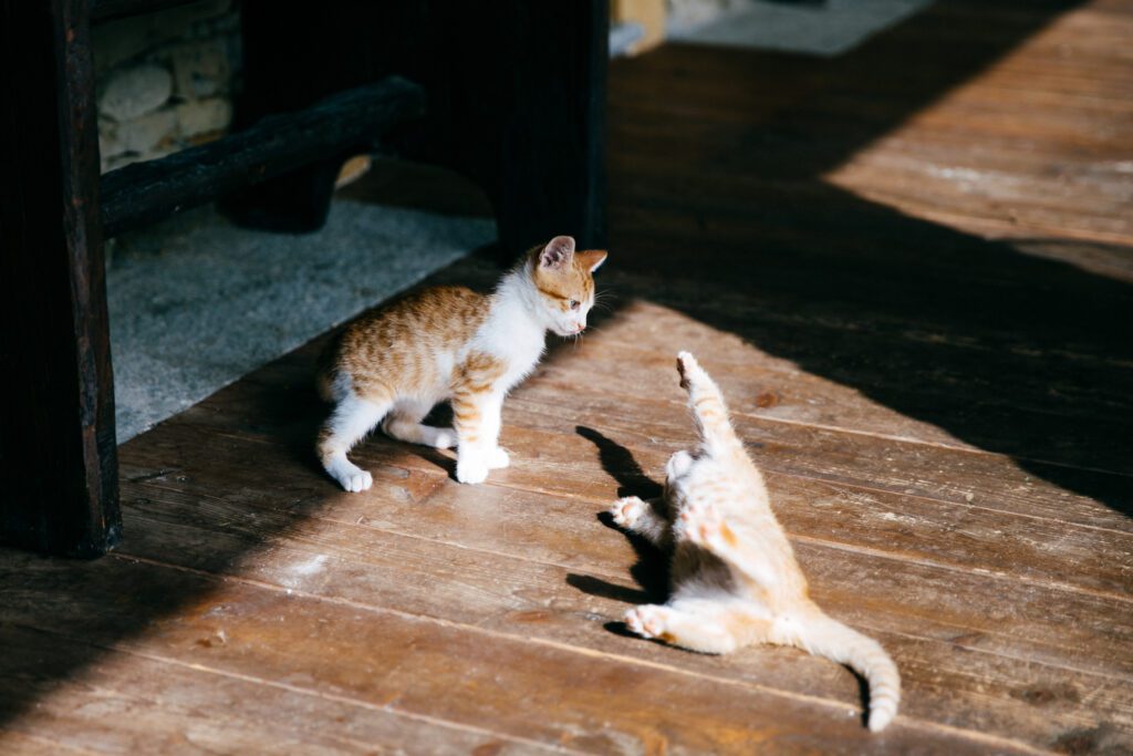 Kittens playing